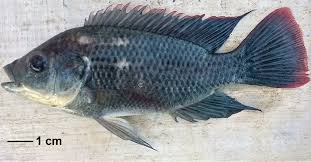 Image result for Trianthema mozambiquense