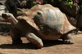 The african spurred tortoise (geochelone sulcata) is at once a highly desirable and problematical pet. African Spurred Tortoise Care