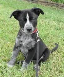 Black Australian Cattle Dog Mix Puppy Puppy Bella Boo Is An Adoptable Australian Cattle Dog Blue Heeler Dog In Coventry Ri Puppy Bella Boo Is Puppy Dog Pictures Blue Heeler Pitbull Mix Puppies