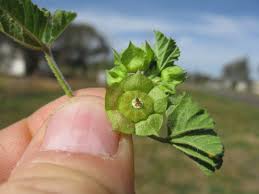 Image result for Malva parviflora