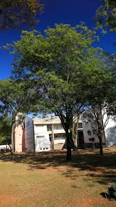 Image result for Ateleia