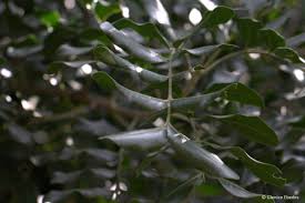 Image result for Ptaeroxylon obliquum