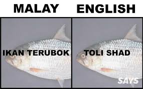 Some common local seafood (edible aquatic animals) that is sold in local wet market/restaurant, listed with its common english name and their equivalent local malaysia dialects/languages (cantonese, mandarin, hokkien, malay). What S Ikan Patin In English Here Are 17 Translations Of Fish Malaysians Love