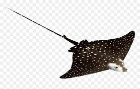 Free eagle ray vector download in ai, svg, eps and cdr. Spotted Eagle Ray Png Download Spotted Eagle Ray Png Transparent Png Vhv