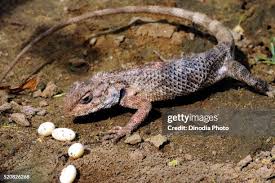 Reptiles Give Birth, Then Lay Eggs, Then Give Birth Again - Sciworthy