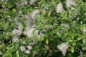 The willows are deciduous trees and shrubs in the genus salix, part of the willow family salicaceae. Salix Myrsinifolia Wikipedia