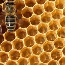 See All Those Little Grains Of Rice Those Are Little Bee Eggs Which Turn Into Larvae After 3 Days And Eventually An Emerging Bee Af Bee Facts Bee Boxes Crates