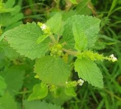 Image result for Croton hirtus