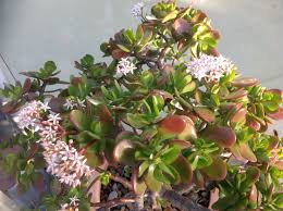 I personally kill most bonsai i have rotted these in pots but in the ground i have yet to manage to do anything bad to any of them. Crassula Argentea Green Jade Plant Flowering Planting Flowers Plants Jade Plants