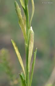 Image result for Rhipidoglossum densiflorum