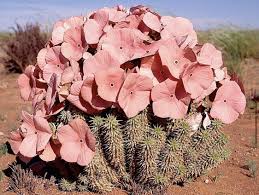 Image result for Hermannia eenii