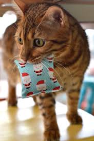 Ini dia khasiat tanaman kucing galak ! Apa Itu Pokok Galak Kucing Atau Catnip Eintan Nurfuzie Lifestyle Beauty Travel Tips Rawatan Kucing Review