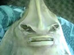 Masih ingat kutukan seram anak durhaka jadi ikan pari tahun 90an ? Cerita Legend Remaja Disumpah Jadi Ikan Pari Budak Buzy