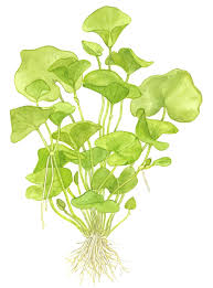 Image result for Nymphoides