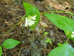 Image result for Amphicarpaea