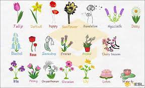 Hoa loa kèn (hay còn tên gọi khác là hoa huệ tây) thường nở vào đầu tháng 4. Ten Cac Loai Hoa Báº±ng Tiáº¿ng Anh