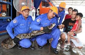 Ini disampaikan langsung oleh amir hamidy, peneliti reptil dari pusat penelitian biologi di lembaga ilmu pengetahuan indonesia (lipi). Ini Tindakan Yang Perlu Dilakukan Jika Ular Masuk Rumah Anda Iluminasi