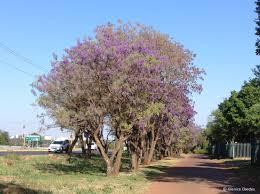 Image result for Bolusanthus