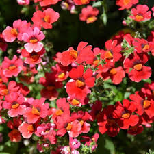 Image result for Nemesia zimbabwensis
