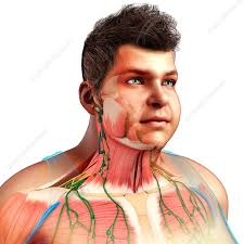 Typically, one attachment remains stationary and is called the origin and the other attachment moves. Male Head And Chest Anatomy Illustration Stock Image F020 0977 Science Photo Library