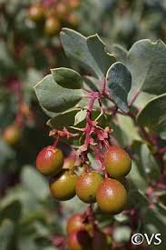 Image result for Monsonia glauca