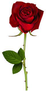 Red Rose Png Transparent Image Gallery Yopriceville High Quality Images And Transparent Png Free Clipa Red Rose Png Rose Flower Png Beautiful Rose Flowers