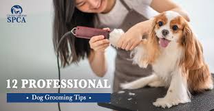 They may become withdrawn, uncommunicative and angry or upset. 12 Professional Dog Grooming Tips