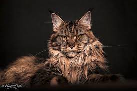 Maine Coon Panosundaki Pin