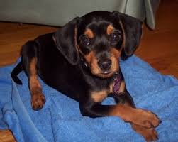 Beagle Mix Black And Brown Beagle Puppy Meagle Meagles Beagle Min Pin Hybrid Mixed Breed Puppies Dog Breeds Beautiful Dogs