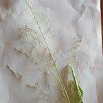 Image result for Sporobolus agrostoides