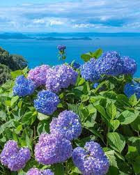 Pin On Hydrangea
