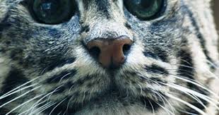 kedi alerjisi nasil anlasilir ne nerede ne zaman nicin kedi