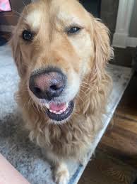 Anyone's Golden suffer from anxiety when new people come over to the house?  This last time my 3 yo ate the leaves