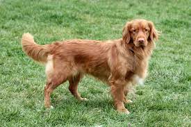New and used items, cars, real estate, jobs, services, vacation rentals and more virtually anywhere in nova scotia. Nova Scotia Duck Tolling Retriever Dogs And Puppies For Sale In The Uk Pets4homes