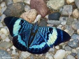 Image result for Phaulopsis sangana