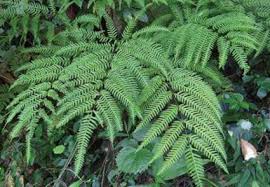 Image result for Pteridaceae