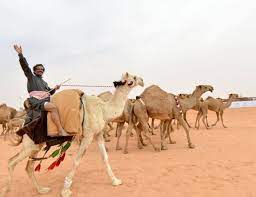 The annual king abdulaziz camel festival, the largest pageant in the gulf, took place here and attracted some 30,000 camels and 300,000 visitors this year. World S Biggest Camel Fest Kicks Off In Rumah Arab News