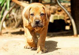 Maybe you would like to learn more about one of these? Boerboels Puppies For Sale Elite Boerboels South African Mastiff Breeder