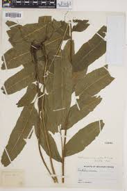 Image result for Asplenium inaequilaterale