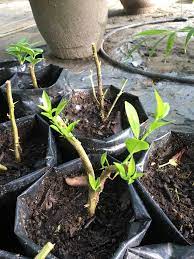 Cara tanam pokok kesum rafizi yusof. Cara Biak Pelbagai Jenis Pokok Limau Paling Mudah Impiana