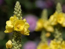 Vegetazione spontanea con fiore giallo. Il Verbasco Verbascum Thapsus L Pianta Spontanea Sui Monti Sibillini