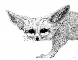 Now, connect a line down rom the first leg, and the first hind leg as shown. Fennec Fox Drawing By Graham Wiatt
