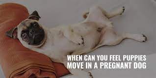 When Can You Feel Puppies Move In A Pregnant Dog