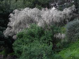 Image result for Retama monosperma