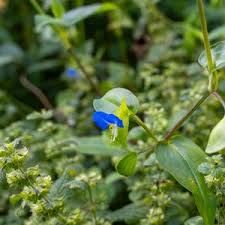 Image result for Commelina schweinfurthii