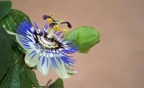 Extrait phytostandard® d'aubépine (crataegus monogyna et oxyacantha l., sommités fleuries) et de passiflore (passiflora incarnata l. Wellnat Pharma Anxiwell La Passiflore Anxiolytique Facebook