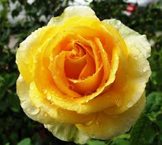 Wekamanda) to all of our customers who suffer the heat of summer, buy this rose! November Roses Braman S Wanderings