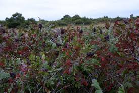 Roses, tulips, lilies, daisies, irises, orchids, poms A Study In Scarlet Foraging On Cape Cod Gardenista