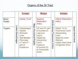 Image Result For Midgut Hindgut Foregut Gross Anatomy Bladder Gi Tract