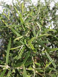 Image result for Buddleja saligna